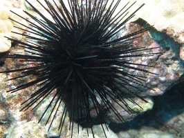77 Longspine Urchin IMG 2062.JPG